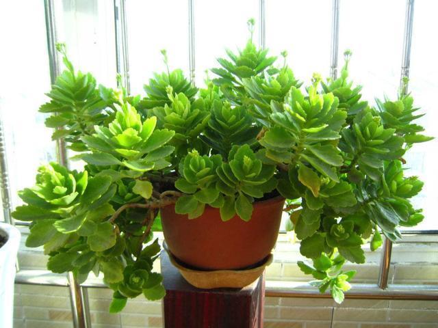 长寿花养护技巧,做到了此几点,保证长寿花花朵大叶子绿!