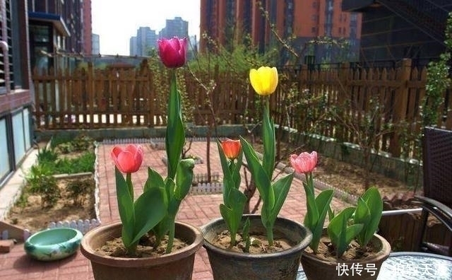 这四种花再便宜也不能养,个个有毒,开花再漂亮,也不敢在家养