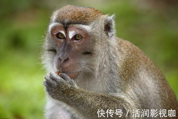 生活环境|“吱吱吱”属猴人的晚年命运，尤其是68年的，50岁以后指望谁