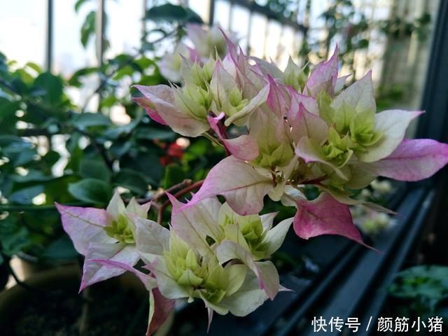 怡景三角梅开出来的花朵一个月不上色就枯花花朵上色3妙招