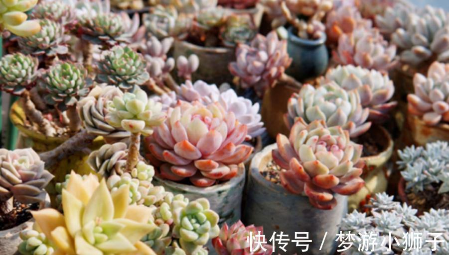 天气忽冷忽热,该怎么养殖多肉?露天还是室内盆栽好?