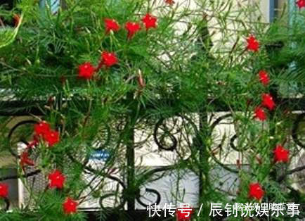 3种“爬墙”植物,种在院子里,就是天然“背景墙”,漂亮又好养
