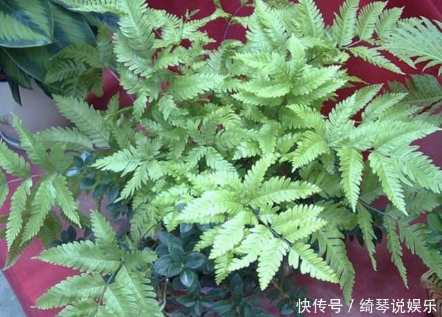 长在井边的“杂草”,以往看到就“踩”,如今较为“珍贵”,少见