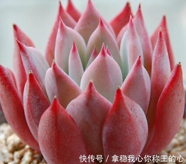 大明星|5种多肉名字太洋气,听起来就像大明星,养在家里“倍儿有面”!