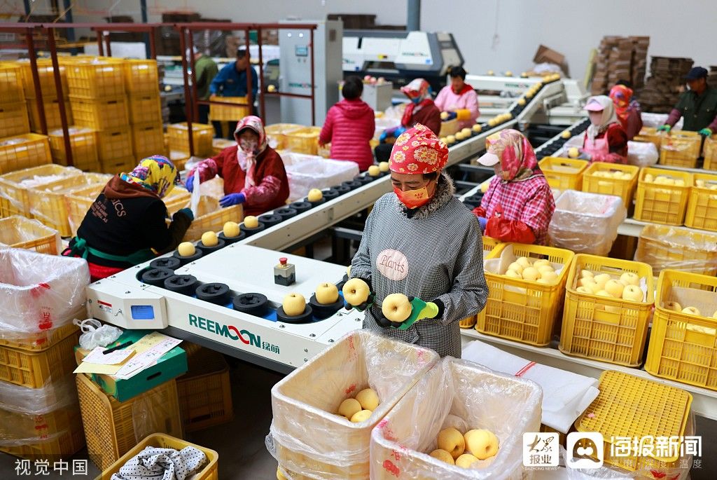 苹果|山东荣成：工人分拣包装苹果 迎战“双十一”