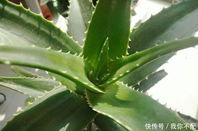 净化|最适合养在卫生间的花,一盆就能净化空气,赶紧养起来啦!