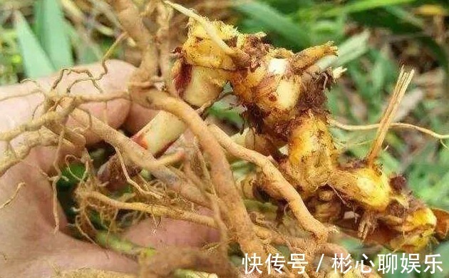 一种名称会让人脸红的植物,价值却很大,野外遇见别错开