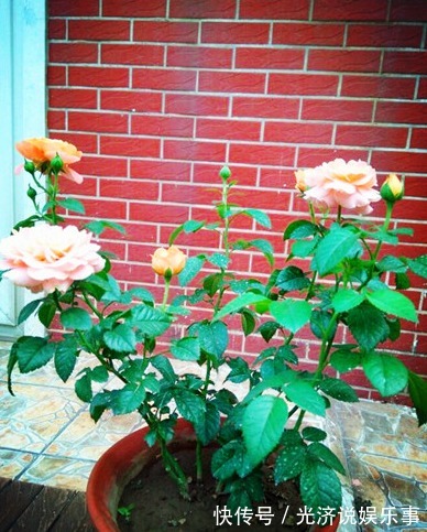 废油|给月季灌了点厨房里的废物,结果月季越长越好,花越开越美