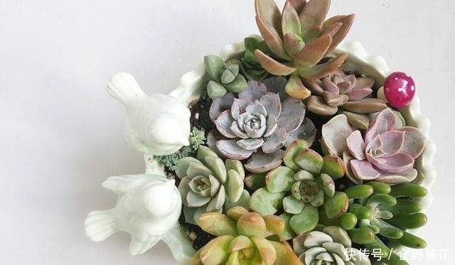 夏天养多肉，一定不要做这几件事，否者躲不过“夏必死”