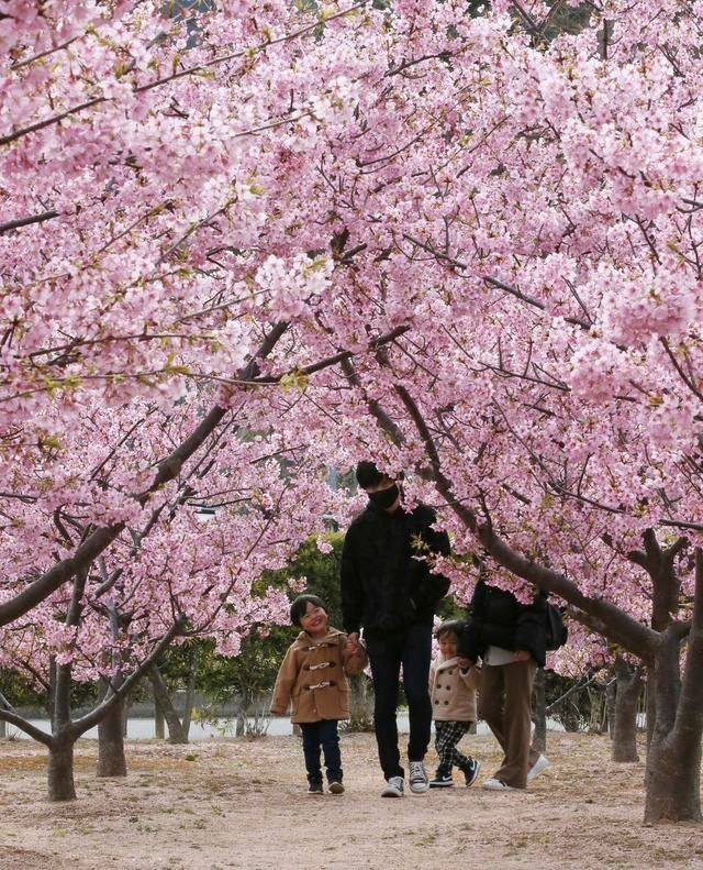 美如画卷！日本山口县樱花盛开