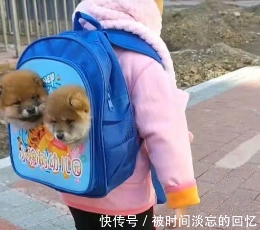 女儿|孩子背着“狗狗”去幼儿园，老师仔细一看，不敢相信自己的眼睛