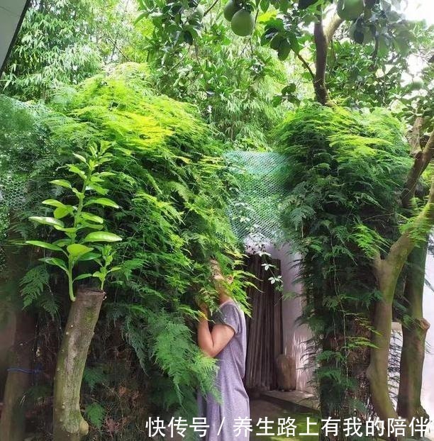 元素肥|家中文竹长得慢、叶子焦黄花土中放上它们,1周黄叶返青蹭蹭长!