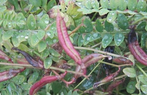 薏苡仁|男性想养肾,开水加“一宝”,坚持喝7天,让肾脏更轻松