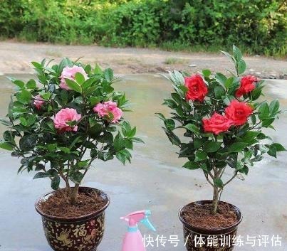 1种东西,人人都见过,砸碎晒一晒,养花盆里加一勺,叶绿花也多!