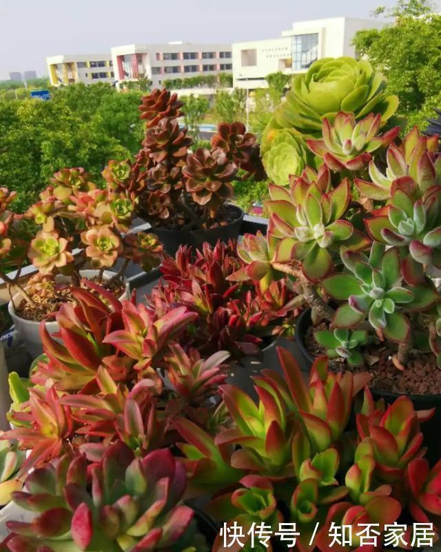 爆盆|养花技巧:折腾不死的25种花,咋养都爆盆,懒人最适合