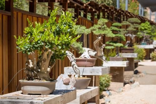 使用金属丝给盆景做造型蟠扎时，注意12个方面的技巧，做好造型