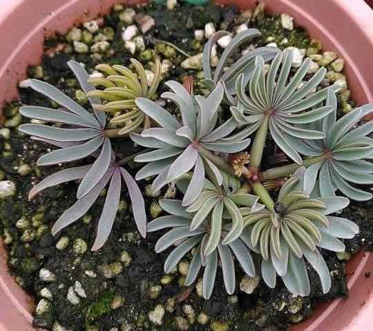 竟是|高手养花养一盆旺一盆,原因竟是做好这些不起眼的小事儿