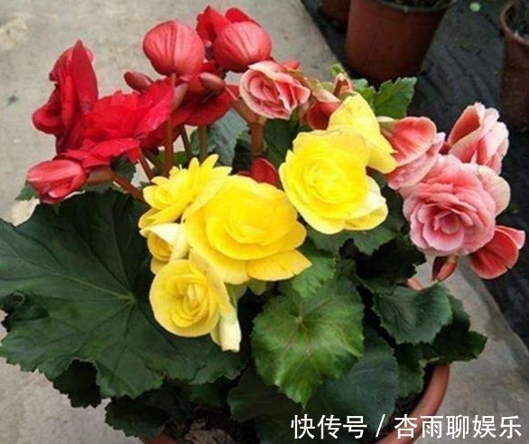 3种花养家里，惊艳无限天天有花赏，花开漂亮，美爆阳台成花园