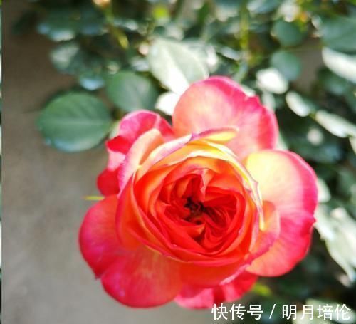 蓝妖|月季花发芽了却没叶子都怪土里这个物质太多