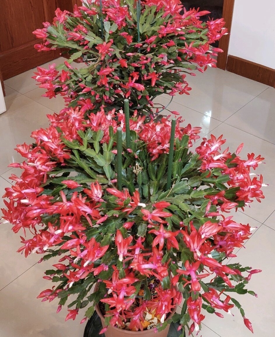 李姐|她的蟹爪兰“养成”大花球,一盆开花上百朵,秘诀有3个