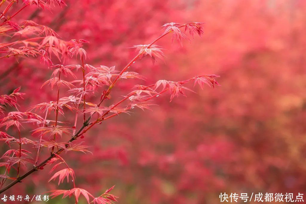 都江堰这片红枫林美炸了，趁着清明假期来打卡