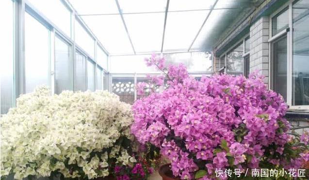 枝条|此6种漂亮花儿，遇土即活，一年四季常开花，花朵多，轻松养爆盆