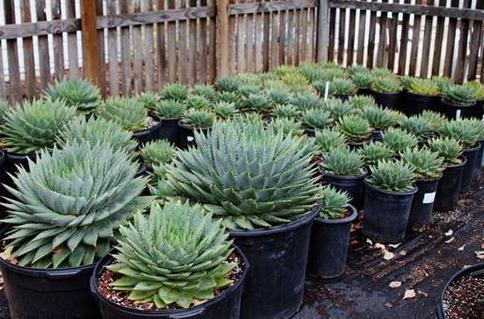 什么观音莲，黑法师，都不如“这多肉”，好看价值高，1盆过万