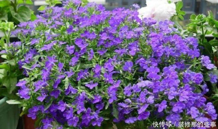 耐寒性|阳台试试此几款花卉,耐寒易打理,寓意超好的,好看极了