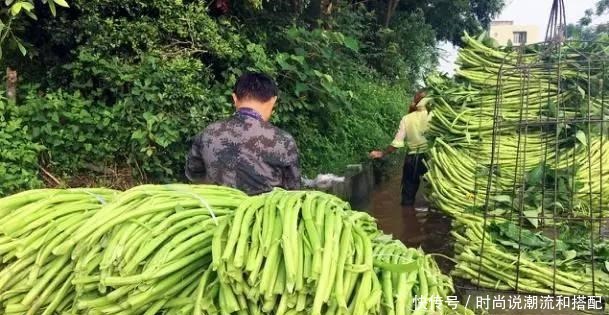  美国|这个菜在国内很少人吃，卖到国外比肉还贵，美国人吃到不能自拔！