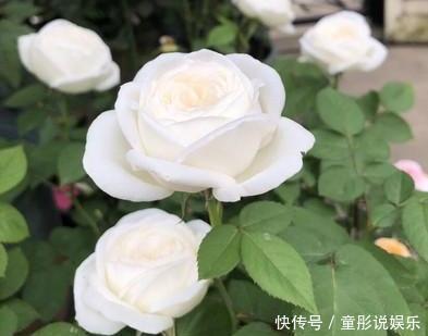 元素|月季花越开花越小做好“两件事”,花大色艳,天天开花不间断