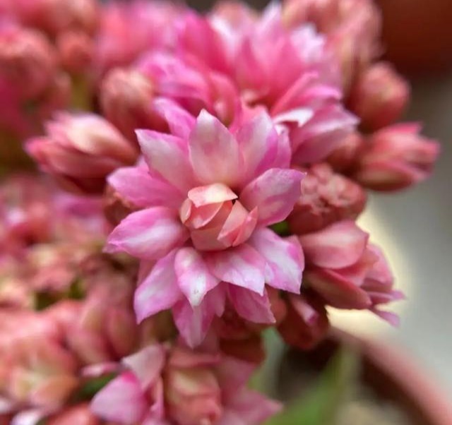 75个长寿花品种，一个比一个美，一起来认识一下吧！