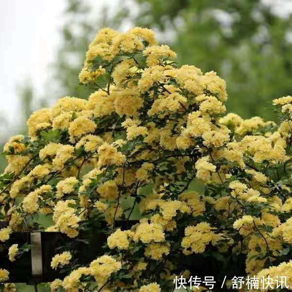 什么样的花卉“好养”如果你是新手,这样选择最靠谱!