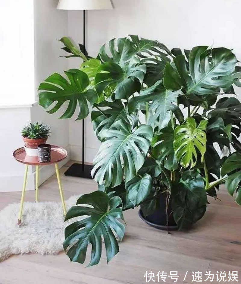 此5种植物,堪称“净化利器”,好养又好看,绿萝只能排第4