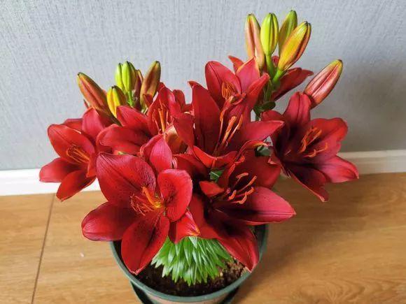 长寿月季花后赶紧剪一刀,剪完就开花,一直剪一直开!