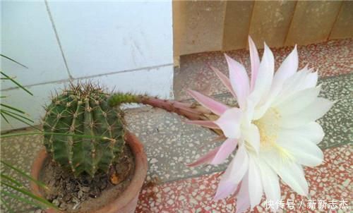 夏天养花需要多浇水以下3种花切记别乱浇水，别说没提醒