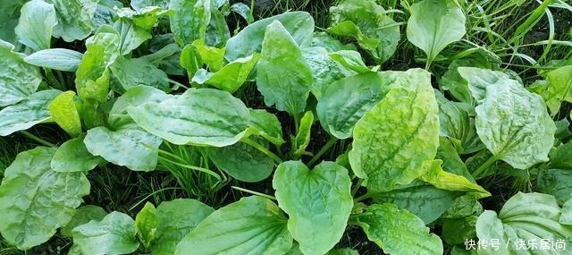 春天的农村里有这40种山珍野菜图片,让你轻松辨别山珍野菜