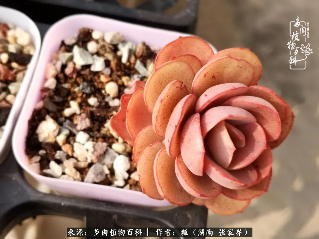 干货新手在多肉的选购、配土、上盆、养护环节走过的误区！