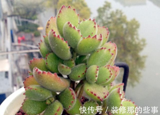 浇水|夏季养护熊童子,植株不烂根不掉叶