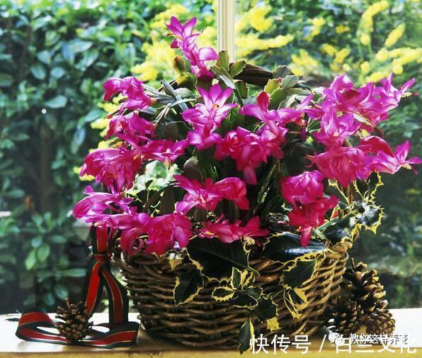 养花知识叫兰不是兰,花却美成仙,看看你家有几盆