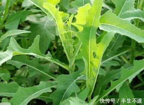 进补|夏日进补就该吃这菜,常吃能补气安神,清热解毒,常吃身体好!