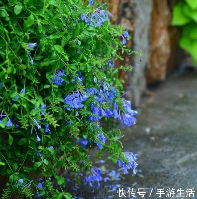  这三植物容易“泛滥成灾”，养一棵成活一大片，40℃还生机勃勃！