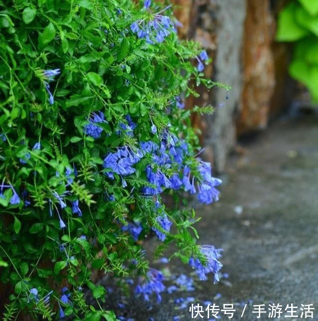 这三植物容易“泛滥成灾”,养一棵成活一大片,40℃还生机勃勃!