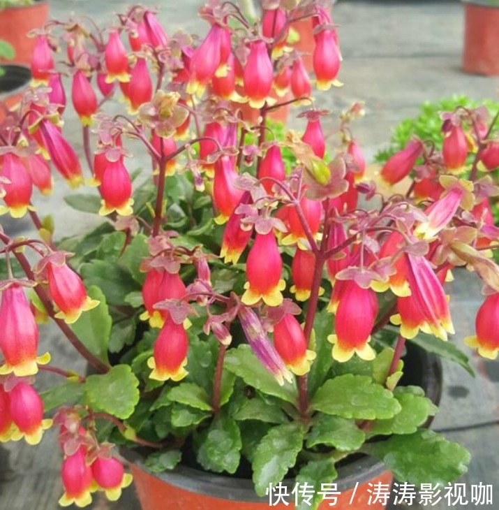 长寿|3种“富贵花”,添福添贵添好运,家里养一盆,招财又纳福!