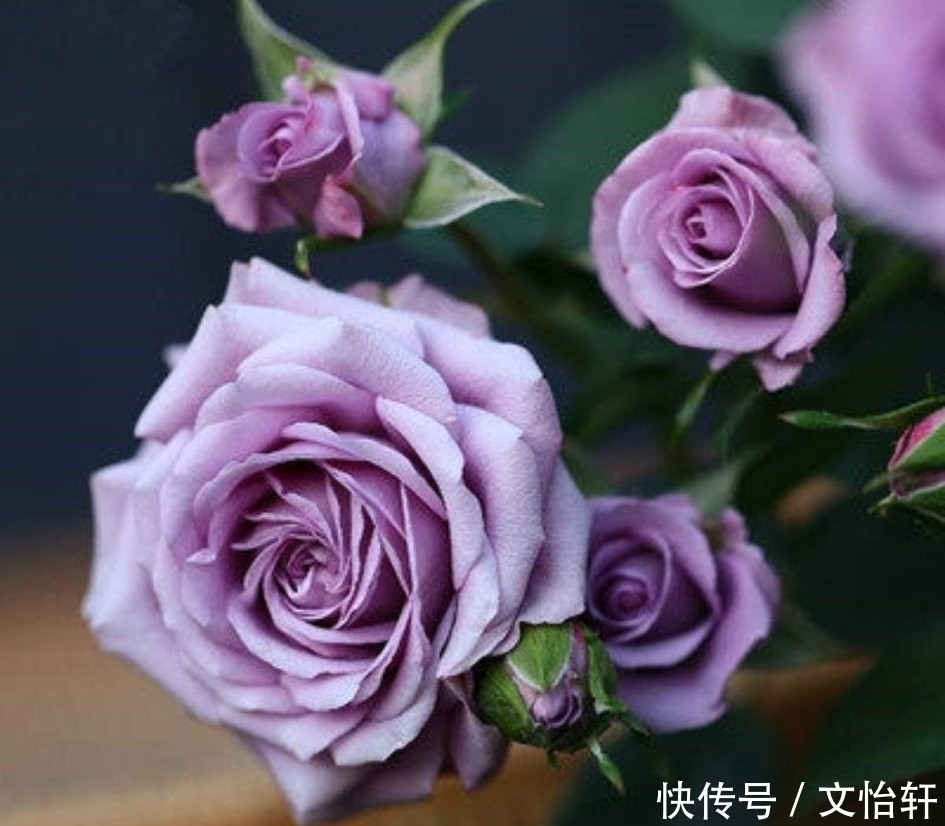 品种|100个月季品种,千姿百态,每个都很漂亮,图名并茂,值得收藏