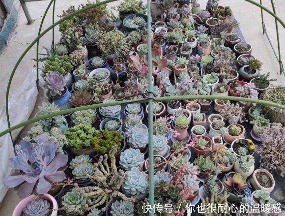 春天买多肉，三思而后行，买多了家里放不下，肉不在多而在精