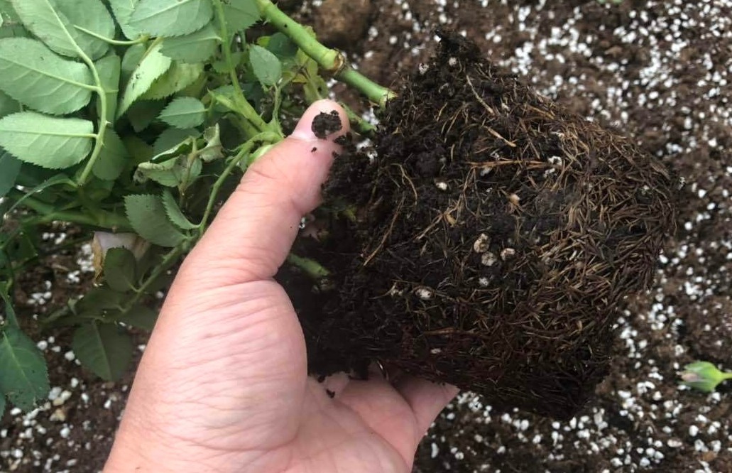 新手月季种植手册，修剪、病害防治等教程，种月季不再难