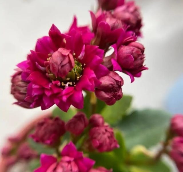 75个长寿花品种,一个比一个美,一起来认识一下吧!