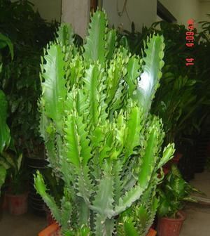 这“3种花”最好扦插,“掰枝条”插土里就能活,花友看了都羡慕