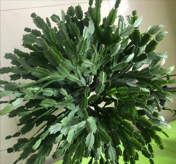 蟹爪兰“软趴趴”,叶子薄不开花?改3个“小毛病”,开成花大树