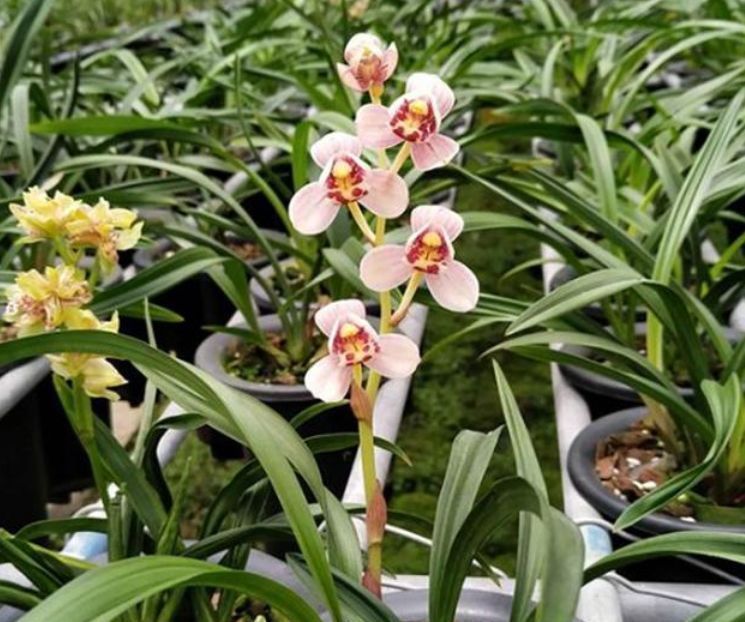 出门随手捡“3物”回来,丢兰花盆里,营养又透气,不烂根开花多